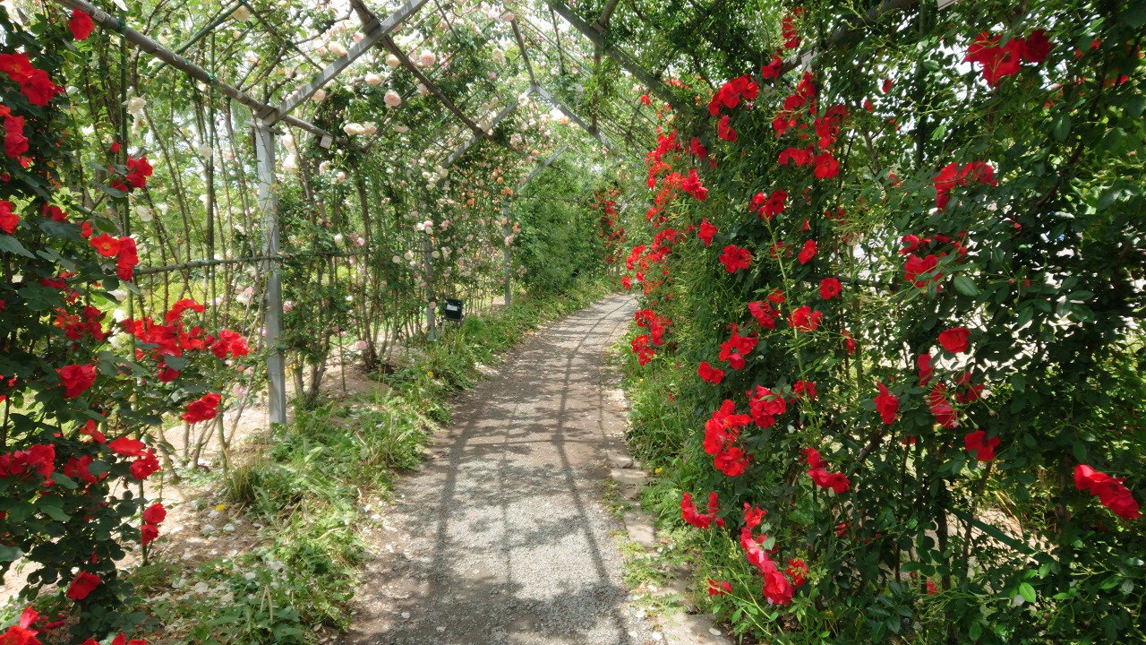 平成の森公園のバラ園｜ノザワ産業