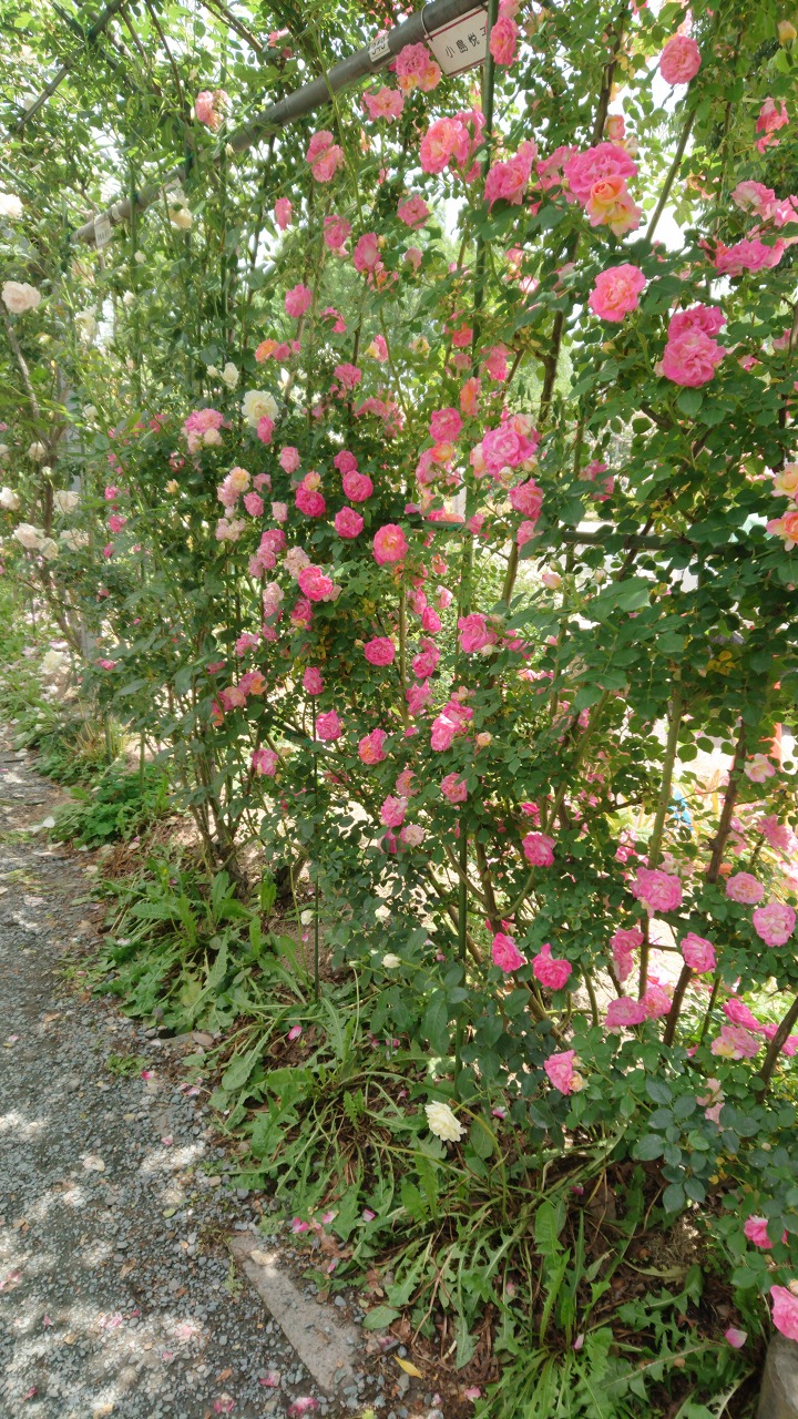 平成の森公園のバラ園｜ノザワ産業